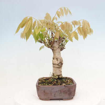 Vonkajšia bonsai - Vistarie kvetnatá - Wisteria floribunda - 2