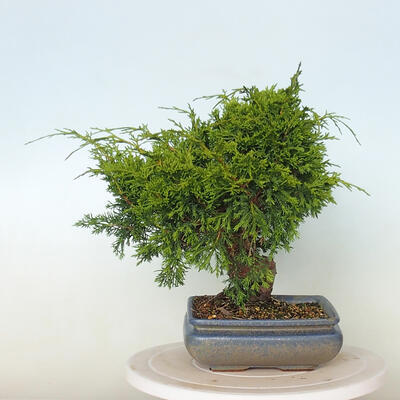 Vonkajší bonsai - Juniperus chinensis Itoigawa -Jalovec čínsky - 2