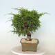 Vonkajší bonsai - Juniperus chinensis Itoigawa -Jalovec čínsky - 2/4