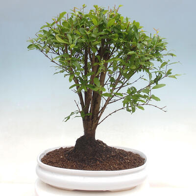 Izbová bonsai-Punic granatum nana-Granátové jablko - 2