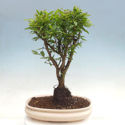 Izbová bonsai-Punic granatum nana-Granátové jablko - 2