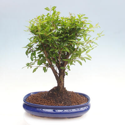 Izbová bonsai-Punic granatum nana-Granátové jablko - 2