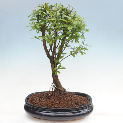 Izbová bonsai-Punic granatum nana-Granátové jablko - 2