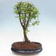 Izbová bonsai-Punic granatum nana-Granátové jablko - 2/3