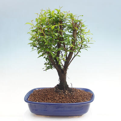 Izbová bonsai-Punic granatum nana-Granátové jablko - 2