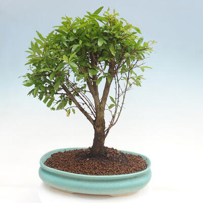 Izbová bonsai-Punic granatum nana-Granátové jablko - 2