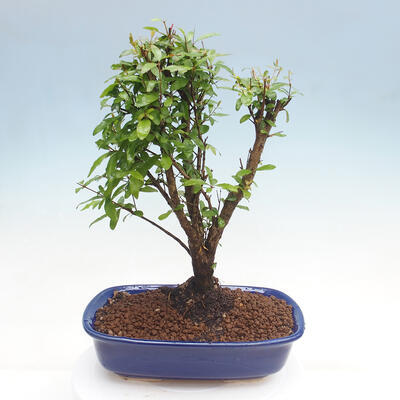 Izbová bonsai-Punic granatum nana-Granátové jablko - 2