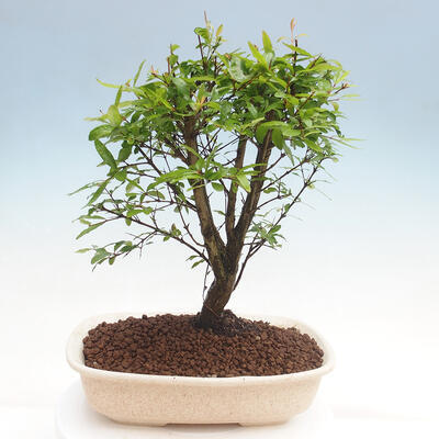 Izbová bonsai-Punic granatum nana-Granátové jablko - 2