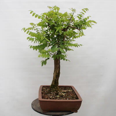 Vonkajšie bonsai - Agát - Robinia pseudoacacia - 2