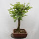 Vonkajšie bonsai - Agát - Robinia pseudoacacia - 2/6