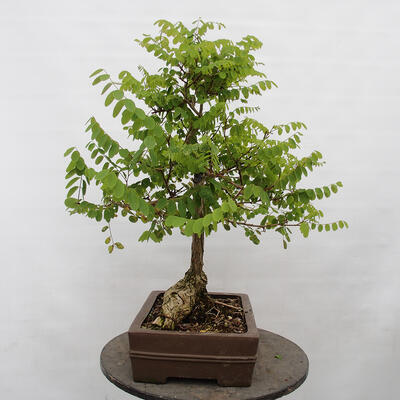 Vonkajšie bonsai - Agát - Robinia pseudoacacia - 2