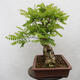 Vonkajšie bonsai - Agát - Robinia pseudoacacia - 2/6