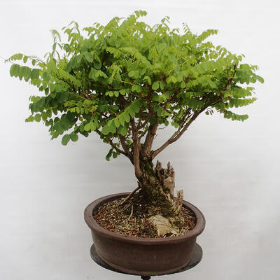 Vonkajšie bonsai - Agát - Robinia pseudoacacia - 2