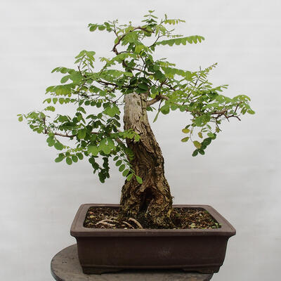 Vonkajšie bonsai - Agát - Robinia pseudoacacia - 2