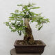 Vonkajšie bonsai - Agát - Robinia pseudoacacia - 2/6