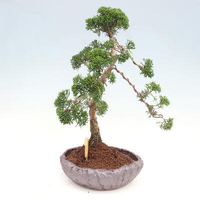 Vonkajšie bonsai - Juniperus chinensis Kishu -Jalovec čínsky - 2