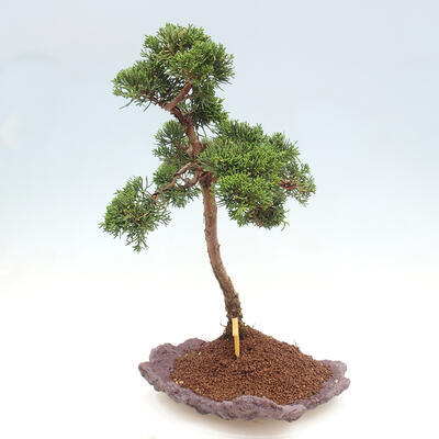 Vonkajšie bonsai - Juniperus chinensis Kishu -Jalovec čínsky - 2