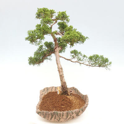 Vonkajšie bonsai - Juniperus chinensis Kishu -Jalovec čínsky - 2