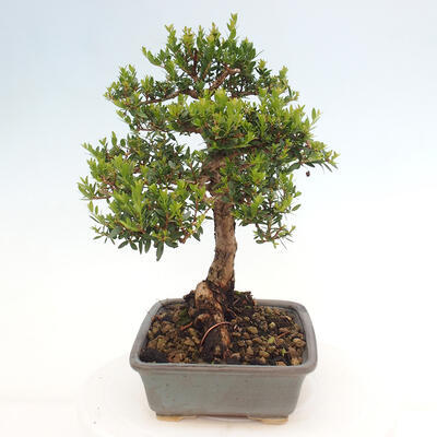 Izbová bonsai - Myrtus communis - Myrta obyčajná - 2