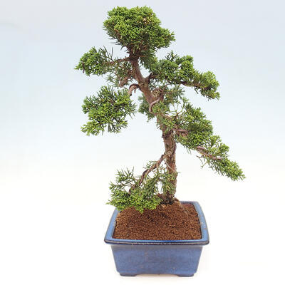 Vonkajšie bonsai - Juniperus chinensis Kishu -Jalovec čínsky - 2