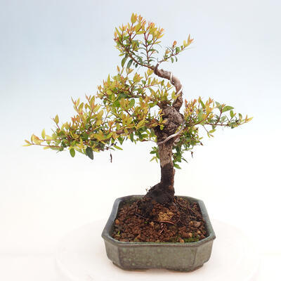 Izbová bonsai - Myrtus communis - Myrta obyčajná - 2