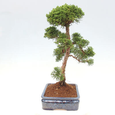 Vonkajšie bonsai - Juniperus chinensis Kishu -Jalovec čínsky - 2