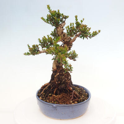 Izbová bonsai - Myrtus communis - Myrta obyčajná - 2