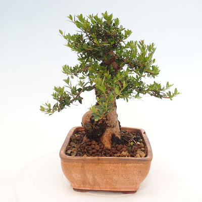 Izbová bonsai - Myrtus communis - Myrta obyčajná - 2