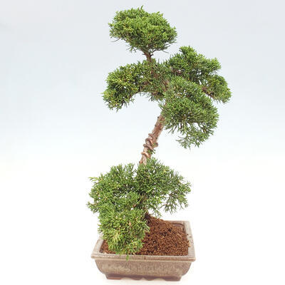 Vonkajšie bonsai - Juniperus chinensis Kishu -Jalovec čínsky - 2