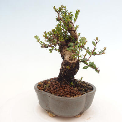 Izbová bonsai - Myrtus communis - Myrta obyčajná - 2