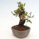 Izbová bonsai - Myrtus communis - Myrta obyčajná - 2/5