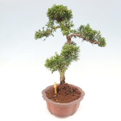 Vonkajšie bonsai - Juniperus chinensis Kishu -Jalovec čínsky - 2