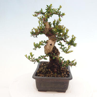 Izbová bonsai - Myrtus communis - Myrta obyčajná - 2