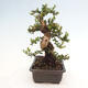 Izbová bonsai - Myrtus communis - Myrta obyčajná - 2/5