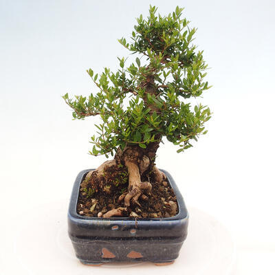 Izbová bonsai - Myrtus communis - Myrta obyčajná - 2