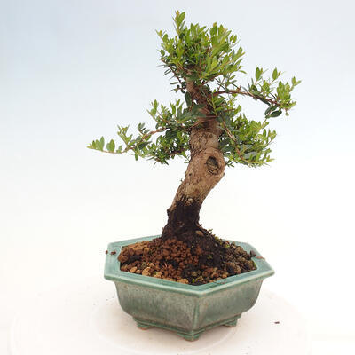 Izbová bonsai - Myrtus communis - Myrta obyčajná - 2