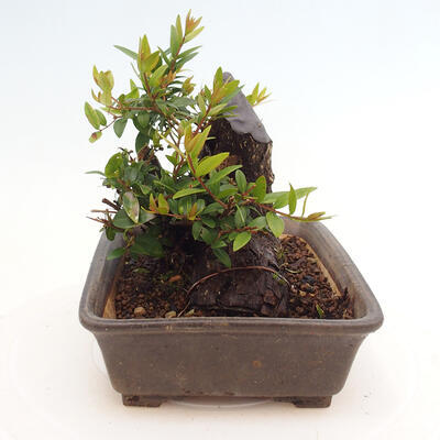 Izbová bonsai - Myrtus communis - Myrta obyčajná - 2