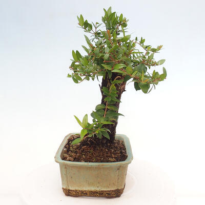 Izbová bonsai - Myrtus communis - Myrta obyčajná - 2