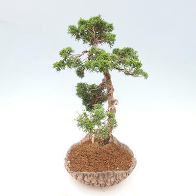 Vonkajšie bonsai - Juniperus chinensis Kishu -Jalovec čínsky - 2