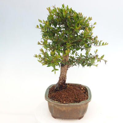 Izbová bonsai - Myrtus communis - Myrta obyčajná - 2