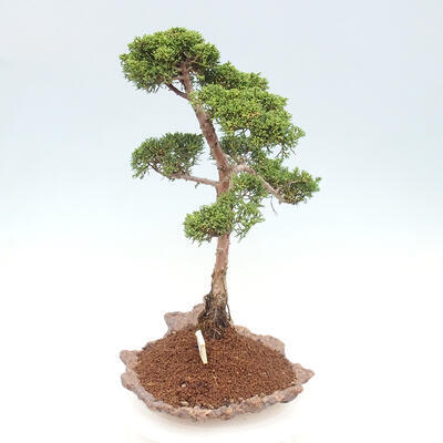 Vonkajšie bonsai - Juniperus chinensis Kishu -Jalovec čínsky - 2