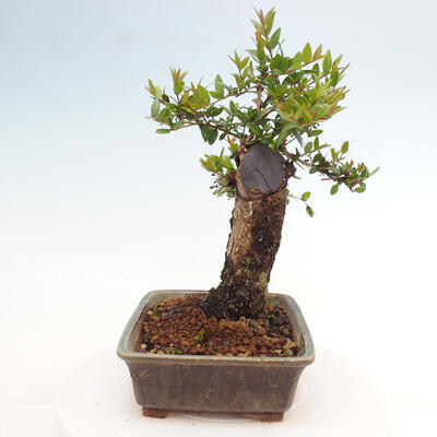 Izbová bonsai - Myrtus communis - Myrta obyčajná - 2