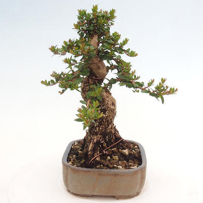 Izbová bonsai - Myrtus communis - Myrta obyčajná - 2