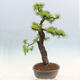 Vonkajší bonsai -Larix decidua - Smrekovec opadavý - 2/6