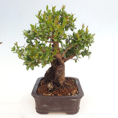 Izbová bonsai - Myrtus communis - Myrta obyčajná - 2