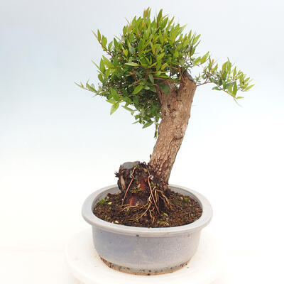 Izbová bonsai - Myrtus communis - Myrta obyčajná - 2