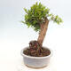 Izbová bonsai - Myrtus communis - Myrta obyčajná - 2/5