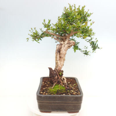 Izbová bonsai - Myrtus communis - Myrta obyčajná - 2