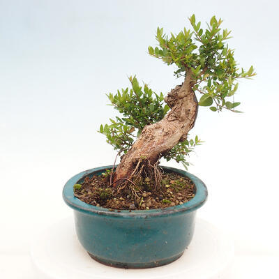 Izbová bonsai - Myrtus communis - Myrta obyčajná - 2