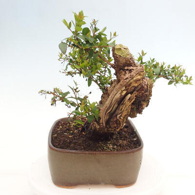 Izbová bonsai - Myrtus communis - Myrta obyčajná - 2